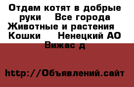 Отдам котят в добрые руки. - Все города Животные и растения » Кошки   . Ненецкий АО,Вижас д.